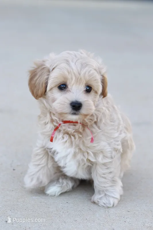 Mr. Red Collar – Maltipoo puppy for sale in Fort Worth, TX