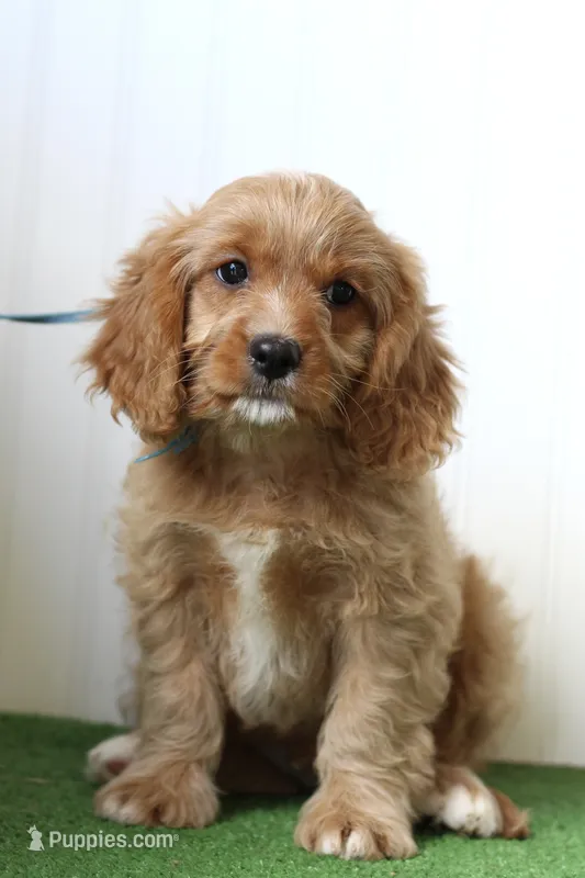 Thyme – Cavapoo puppy for sale in Fort Worth, TX