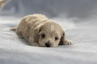 Bud, a male Maltipoo for sale in Fort Worth, TX – Photo 2 of 2