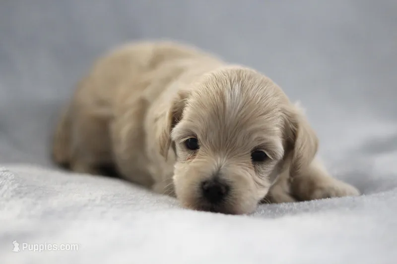 Bud, a male Maltipoo for sale in Fort Worth, TX – Photo 1 of 2