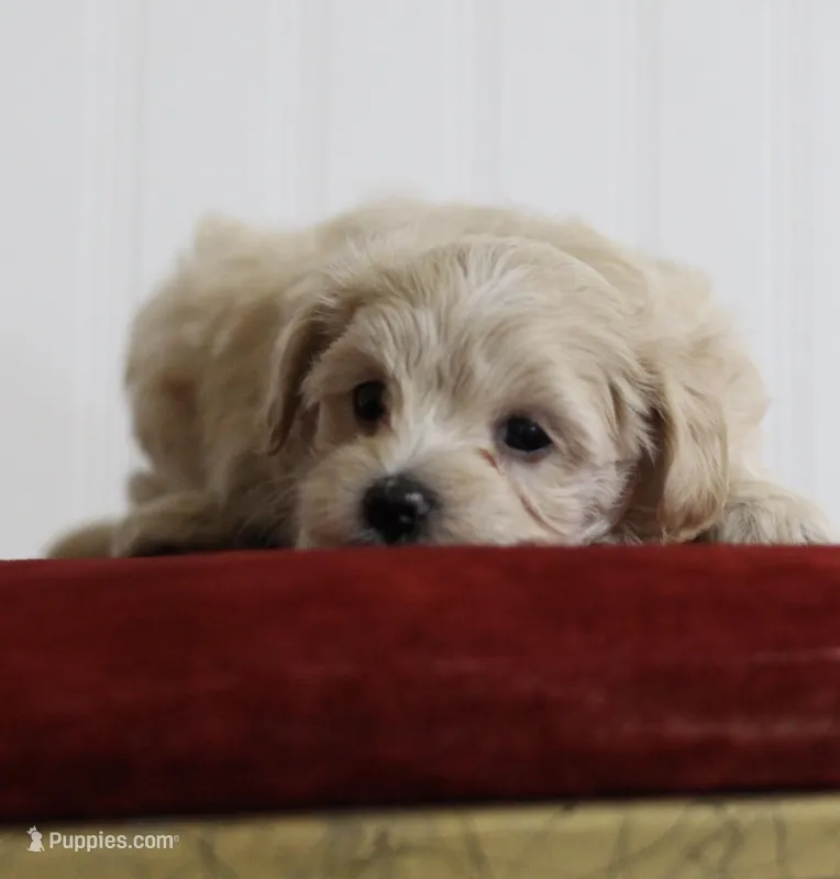 Bud – Maltipoo puppy for sale in Fort Worth, TX