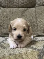 Mr. White Collar, a male Maltipoo for sale in Fort Worth, TX – 2 of 3