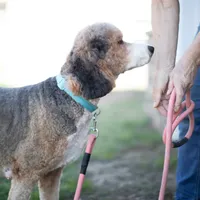 Ketti&Chester, a female Bernedoodle for sale in Fort Worth, TX – Photo 6 of 6