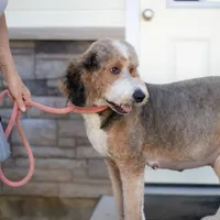 Ketti&Chester, a female Bernedoodle for sale in Fort Worth, TX – Photo 3 of 6