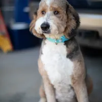 Ketti&Chester, a female Bernedoodle for sale in Fort Worth, TX – Photo 1 of 6