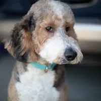 Ketti&Chester, a female Bernedoodle for sale in Fort Worth, TX – Photo 4 of 6