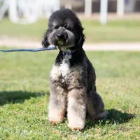 Ketti&Chester, a female Bernedoodle for sale in Fort Worth, TX – Photo 5 of 6