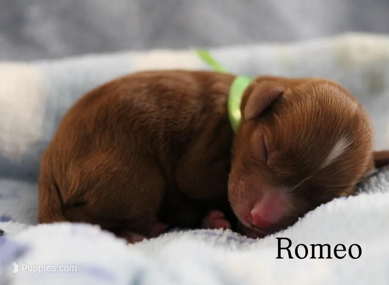 Romeo
