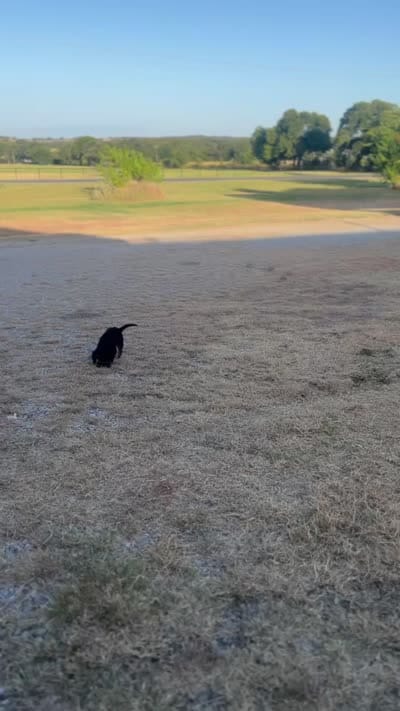 Tucker, a male Cavalier King Charles Spaniel for sale in Fort Worth, TX – 5 of 5