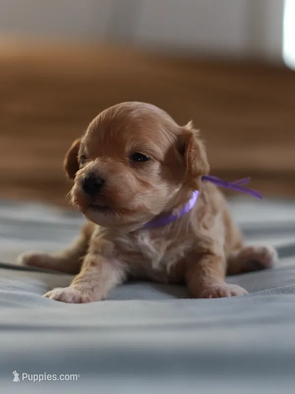 Miss purple – Maltipoo puppy for sale in Fort Worth, TX