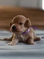 Miss purple, a female Maltipoo for sale in Fort Worth, TX – 1 of 5