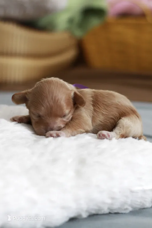 Miss purple – Maltipoo puppy for sale in Fort Worth, TX