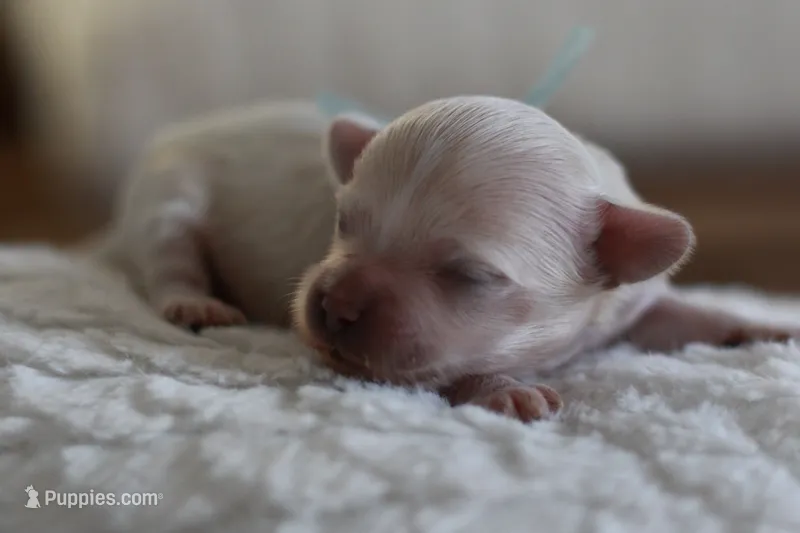 Mr. Light Blue – Maltipoo puppy for sale in Fort Worth, TX