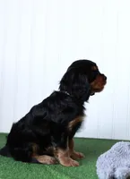 Tucker, a male Cavalier King Charles Spaniel for sale in Fort Worth, TX – 3 of 5