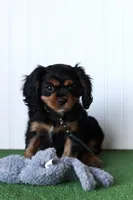 Tucker, a male Cavalier King Charles Spaniel for sale in Fort Worth, TX – 2 of 5