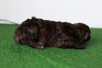Hershey, a male Poodle - Miniature  for sale in Fort Worth, TX – 2 of 3