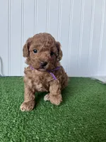 Miss purple collar, a female Poodle - Miniature  for sale in Fort Worth, TX – 3 of 3