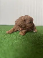 Miss Red Collar, a female Cavapoo for sale in Fort Worth, TX – 2 of 3