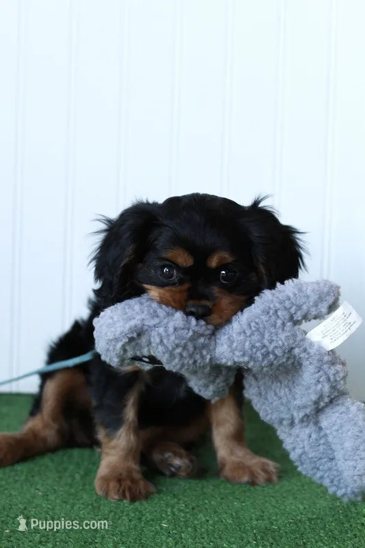 Tucker – Cavalier King Charles Spaniel puppy for sale in Fort Worth, TX