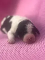 Clover, a female Miniature Bernedoodle for sale in Fort Worth, TX – Photo 5 of 6