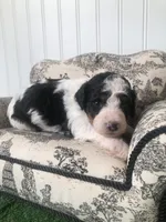 Clover, a female Miniature Bernedoodle for sale in Fort Worth, TX – Photo 3 of 6