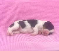 Clover, a female Miniature Bernedoodle for sale in Fort Worth, TX – Photo 4 of 6