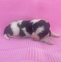 Clover, a female Miniature Bernedoodle for sale in Fort Worth, TX – Photo 6 of 6