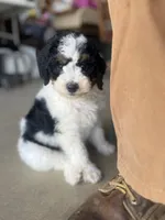 Clover, a female Miniature Bernedoodle for sale in Fort Worth, TX – Photo 1 of 6