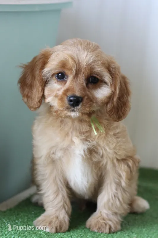 Basil, a male Cavapoo for sale in Fort Worth, TX – 1 of 1