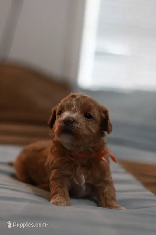 Miss Orange – Maltipoo puppy for sale in Fort Worth, TX