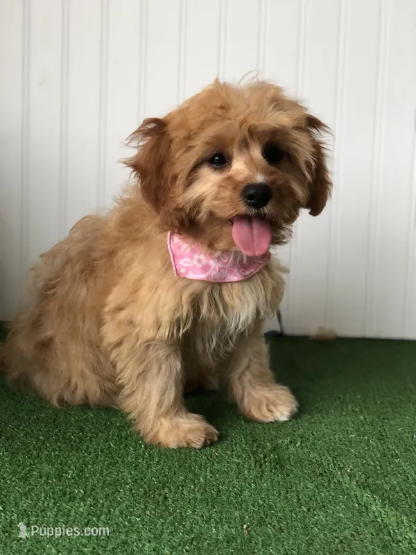 Sage – Cavapoo puppy for sale in Fort Worth, TX