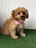 Sage, a female Cavapoo for sale in Fort Worth, TX – 1 of 3