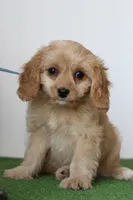 Dill, a male Cavapoo for sale in Fort Worth, TX – 1 of 2