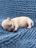 Pip, a male Maltipoo for sale in Fort Worth, TX – Photo 2 of 3