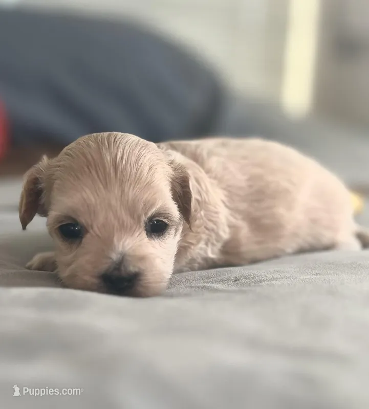 Pip, a male Maltipoo for sale in Fort Worth, TX – Photo 1 of 3