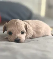 Pip, a male Maltipoo for sale in Fort Worth, TX – Photo 1 of 3