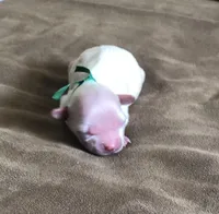 Pip, a male Maltipoo for sale in Fort Worth, TX – Photo 3 of 3