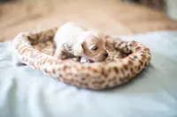 Teddy, a male Maltipoo for sale in Fort Worth, TX – Photo 9 of 9