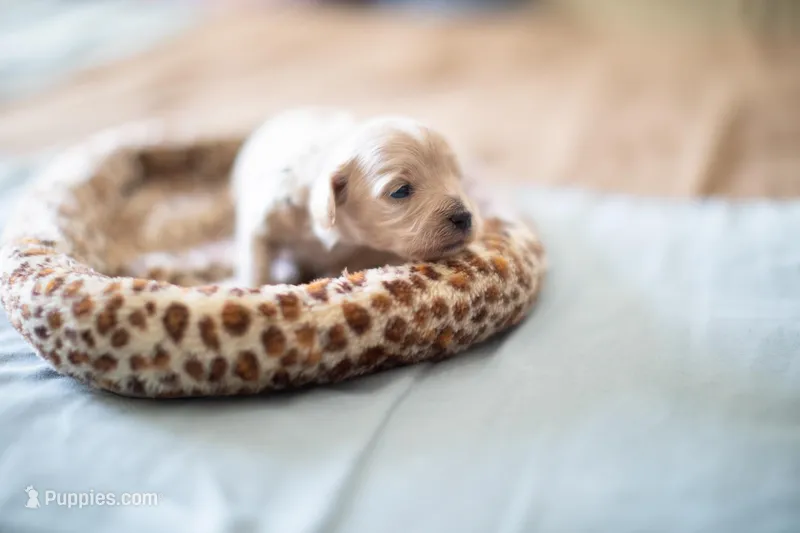 Teddy, a male Maltipoo for sale in Fort Worth, TX – Photo 1 of 9