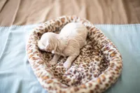 Teddy, a male Maltipoo for sale in Fort Worth, TX – Photo 8 of 9