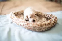 Teddy, a male Maltipoo for sale in Fort Worth, TX – Photo 3 of 9