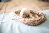 Teddy, a male Maltipoo for sale in Fort Worth, TX – Photo 2 of 9