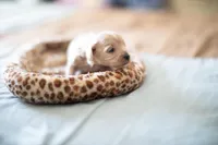 Teddy, a male Maltipoo for sale in Fort Worth, TX – Photo 5 of 9