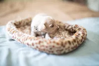Teddy, a male Maltipoo for sale in Fort Worth, TX – Photo 6 of 9