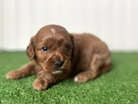 Miss Red Collar, a female Cavapoo for sale in Fort Worth, TX – 1 of 3