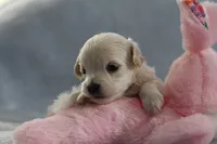 Petal, a female Maltipoo for sale in Fort Worth, TX – Photo 4 of 4