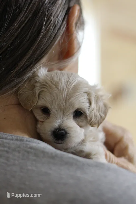 Petal – Maltipoo puppy for sale in Fort Worth, TX