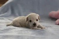 Petal, a female Maltipoo for sale in Fort Worth, TX – Photo 3 of 4