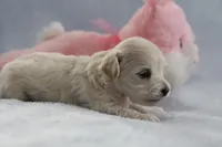 Petal, a female Maltipoo for sale in Fort Worth, TX – Photo 2 of 4