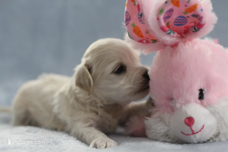Petal, a female Maltipoo for sale in Fort Worth, TX – Photo 1 of 4